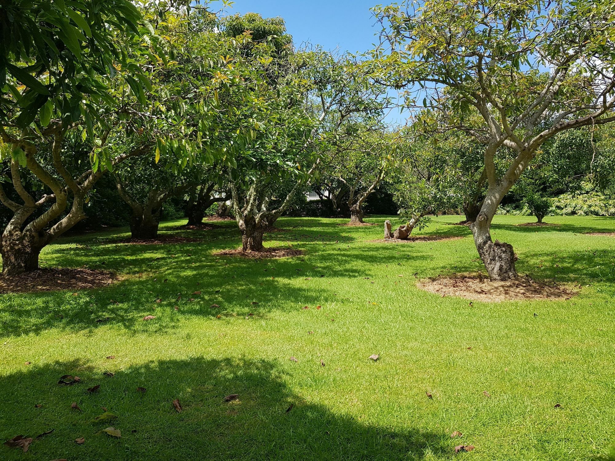 Camelot Boutique Accommodation Mount Tamborine Εξωτερικό φωτογραφία